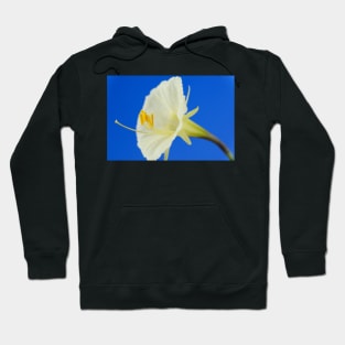 Narcissus romieuxii  &#39;Treble Chance&#39;  Hoop petticoat daffodil  Division 10  Bulbocodium Hoodie